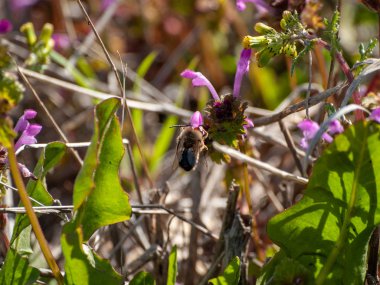 yaban çiçeği tomurcuk 