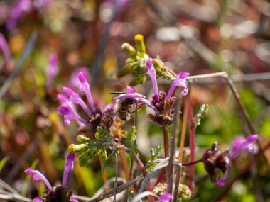 yaban çiçeği tomurcuk 