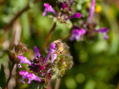 yaban çiçeği tomurcuk 
