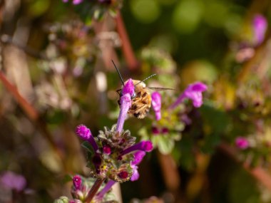yaban çiçeği tomurcuk 