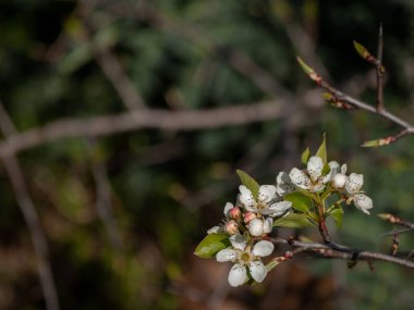 Apis mellifera - arı üzerinde bahar çiçek açan kiraz ağacı Tozlaşmayı