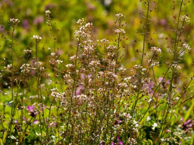 Alanda bahar yaban çiçekleri 