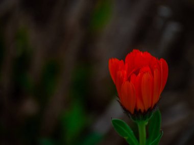 güzel yaz çiçek yakın çekim