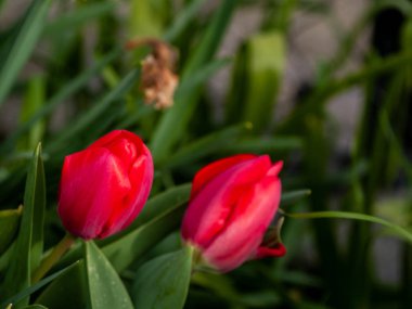 Bahar Lale bahçesinde, gündüz yakın çekim 