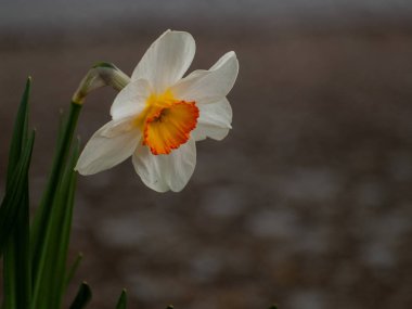 Bahar nergis bahçede, gündüz yakın çekim 
