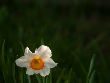 Bahar nergis bahçede, gündüz yakın çekim 