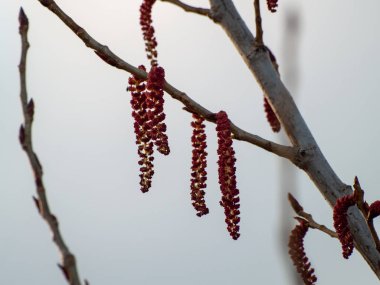 Bahar çiçekli ağacın dalı, yakın.