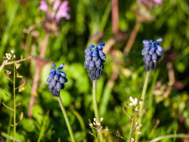 Alanda bahar yaban çiçekleri 
