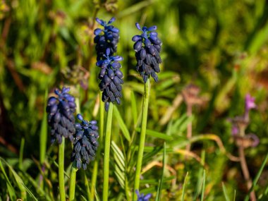 Alanda bahar yaban çiçekleri 