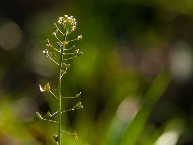 Alanda bahar yaban çiçekleri 