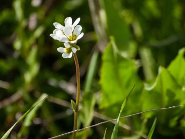 Alanda bahar yaban çiçekleri 
