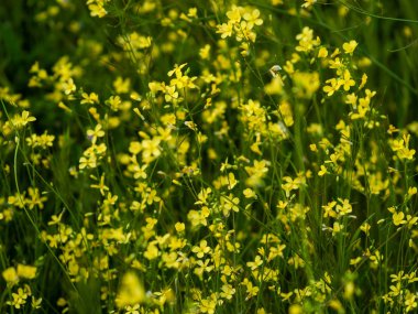 Alanda bahar yaban çiçekleri 