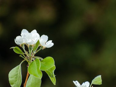 güzel çiçek açan elma ağacı, yakın