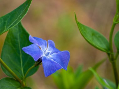 güzel çiçek açan yaz çiçeği yakın