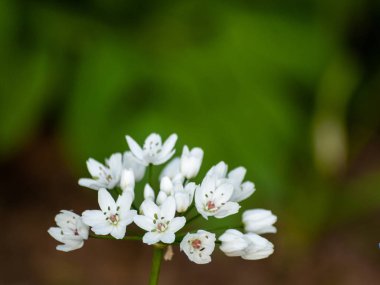Alanda bahar yaban çiçekleri 