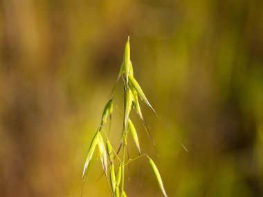 Sivri ile yulaf kaynaklanıyor
