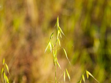 Sivri ile yulaf kaynaklanıyor