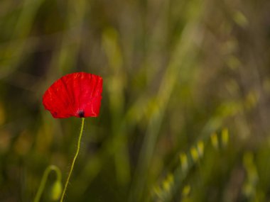 Kırmızı haşhaş çiçek bahar açık havada yakın çekim 
