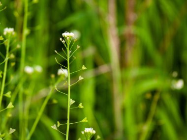 Alanda bahar yaban çiçekleri 