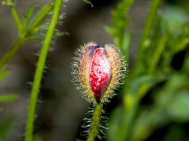 haşhaş çiçek tomurcuk içinde ilkbahar açık havada, yakın çekim 