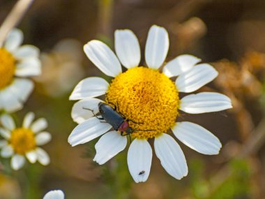 güzel çiçek açan yaz çiçek ve böcek yakın