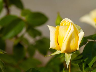 Bahar gül bahçesinde gündüz yakın çekim 