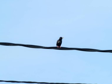  kuş perching, yakın çekim, vahşi hayat 