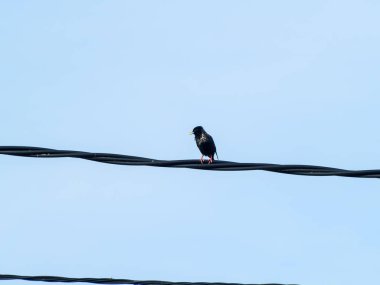 kuş tel açık havada oturuyor