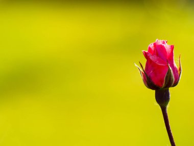 Bahar gül bahçesinde gündüz yakın çekim 