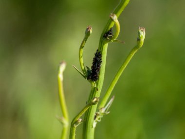  Böcekli yeşil yaprakları kapat 