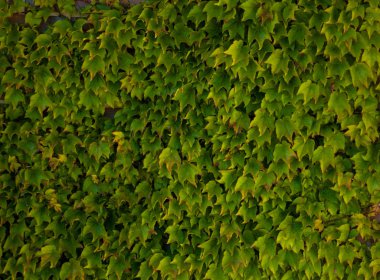 duvar arka planda yeşil yaprakları ile bitki, yakın