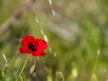 Kırmızı haşhaş çiçek bahar açık havada yakın çekim 