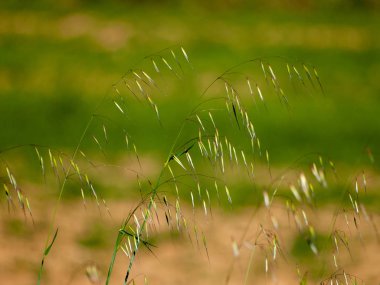 otlar açık havada büyüyen, yakın