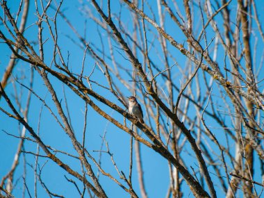  bir ağaç dalı üzerinde tüneme kuş