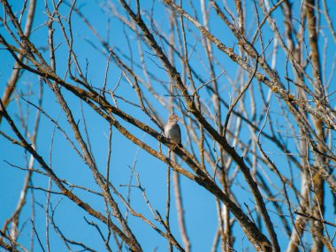  bir ağaç dalı üzerinde tüneme kuş