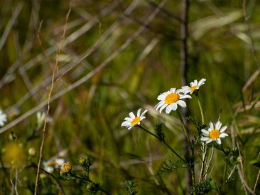 papatyalar Salamanca, İspanya bir çayır üzerinde büyük bir grup