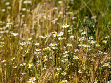 papatyalar Salamanca, İspanya bir çayır üzerinde büyük bir grup