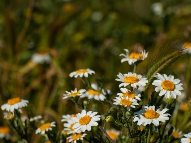 papatyalar Salamanca, İspanya bir çayır üzerinde büyük bir grup