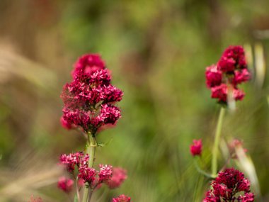 Alanda bahar yaban çiçekleri 