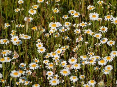 papatyalar Salamanca, İspanya bir çayır üzerinde büyük bir grup