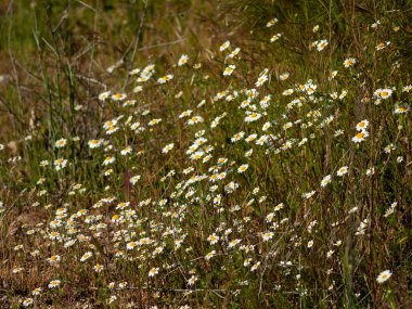 papatyalar Salamanca, İspanya bir çayır üzerinde büyük bir grup