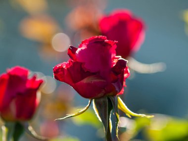 Bahar gül bahçesinde gündüz yakın çekim 