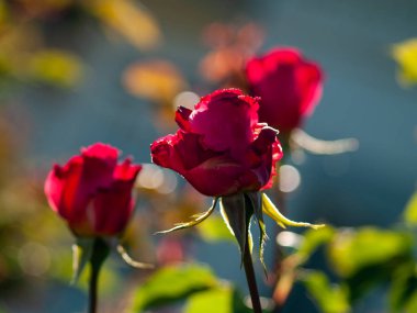 Bahar gül bahçesinde gündüz yakın çekim 