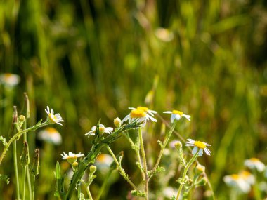 papatyalar Salamanca, İspanya bir çayır üzerinde büyük bir grup