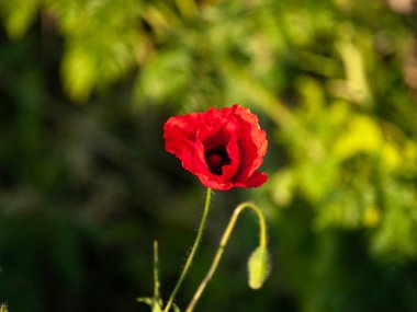  Poppy bahar alanında Salamanca, İspanya
