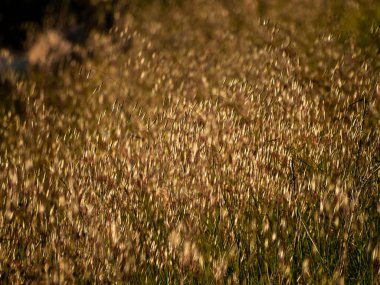 alanını bahar üzerinde İspanya'çim.