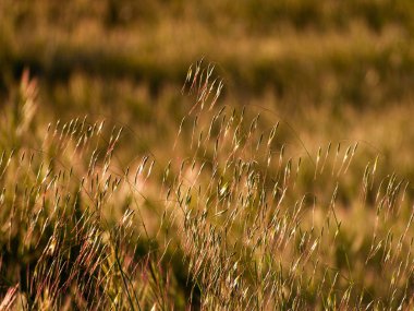 alanını bahar üzerinde İspanya'çim.