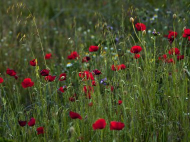  Bahar haşhaş sahada Salamanca, İspanya