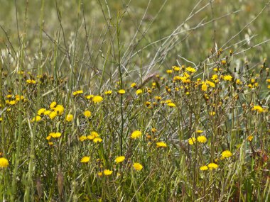 Bahar kır çiçekleri sahada Salamanca, İspanya