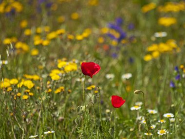 Bahar kır çiçekleri sahada Salamanca, İspanya